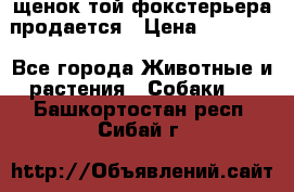 щенок той-фокстерьера продается › Цена ­ 25 000 - Все города Животные и растения » Собаки   . Башкортостан респ.,Сибай г.